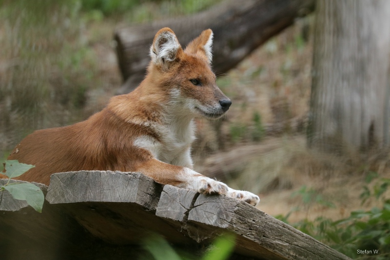 Kiangsi Dhole (Cuon alpinus lepturus), asian wild dog