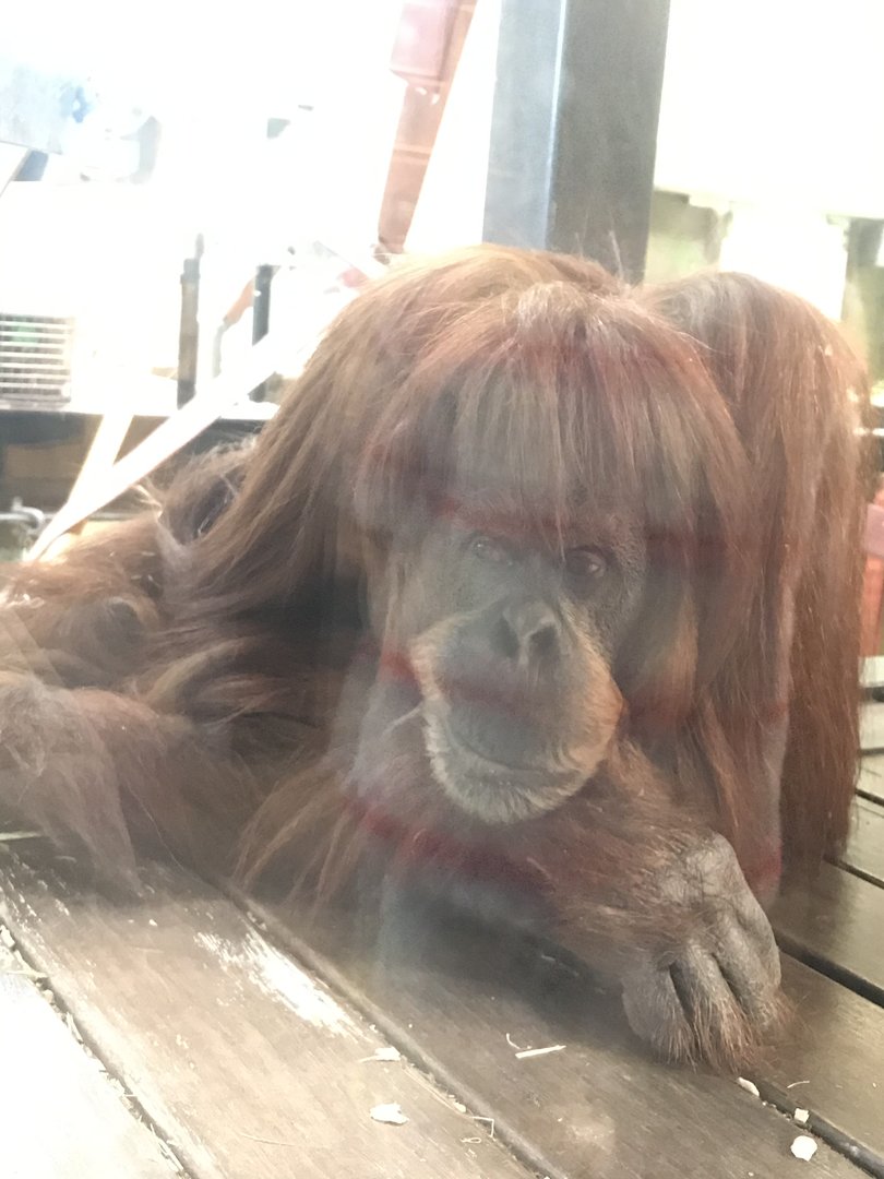 Kiani - Hybrid Orangutan