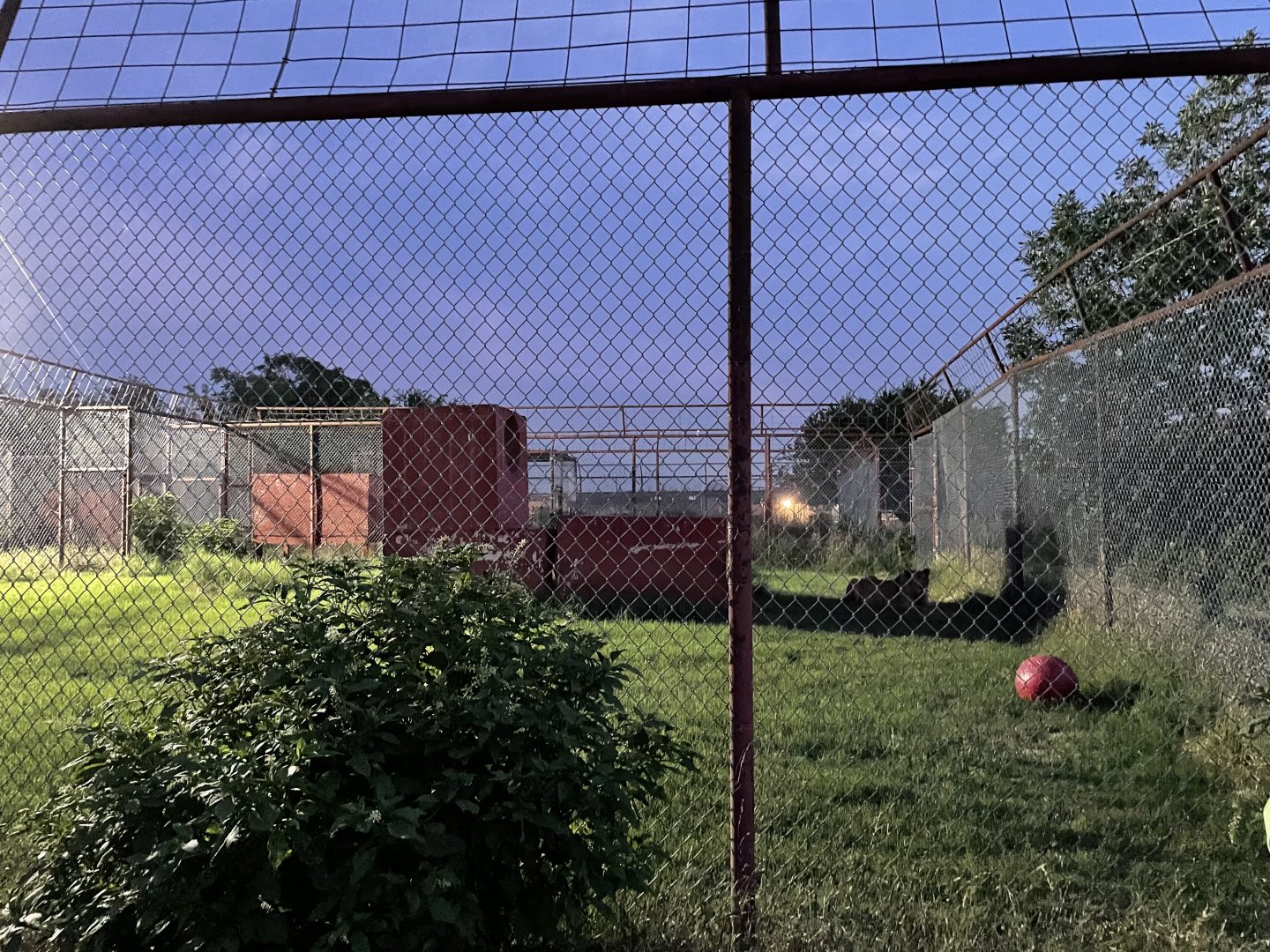 Kiara the Lion's enclosure
