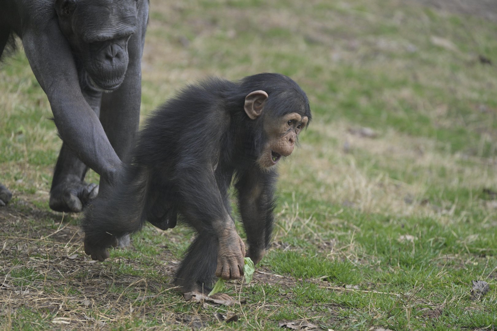 Kibala Forest - Chimpanzee (Pan troglodytes)