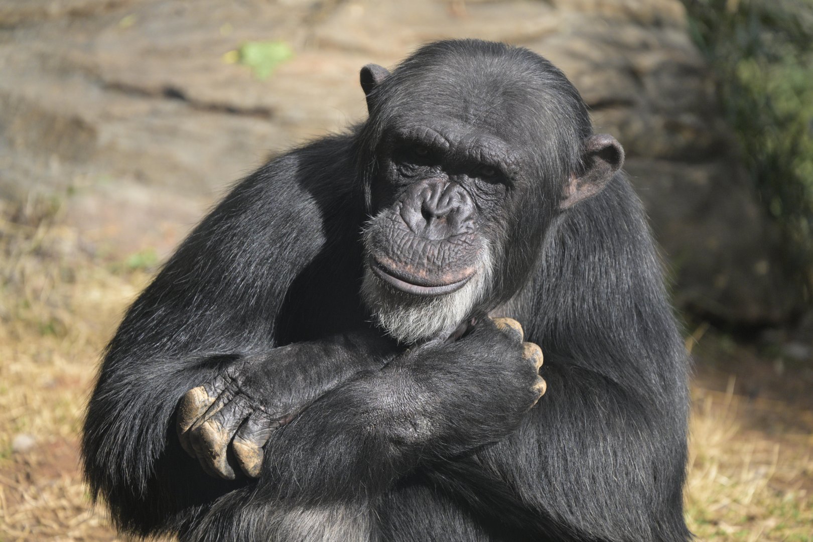 Kibala Forest - Kendall the Chimpanzee (Pan troglodytes)