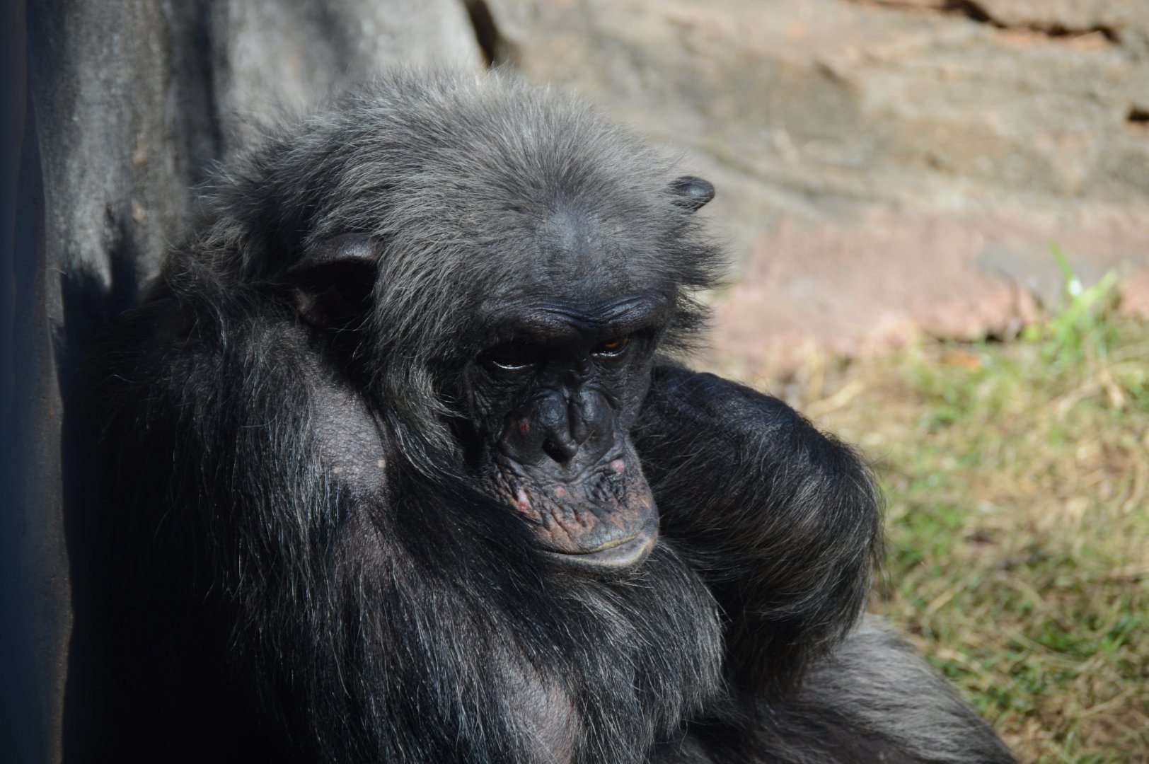 Kibale Forest - Chimpanzee (Pan troglodytes)