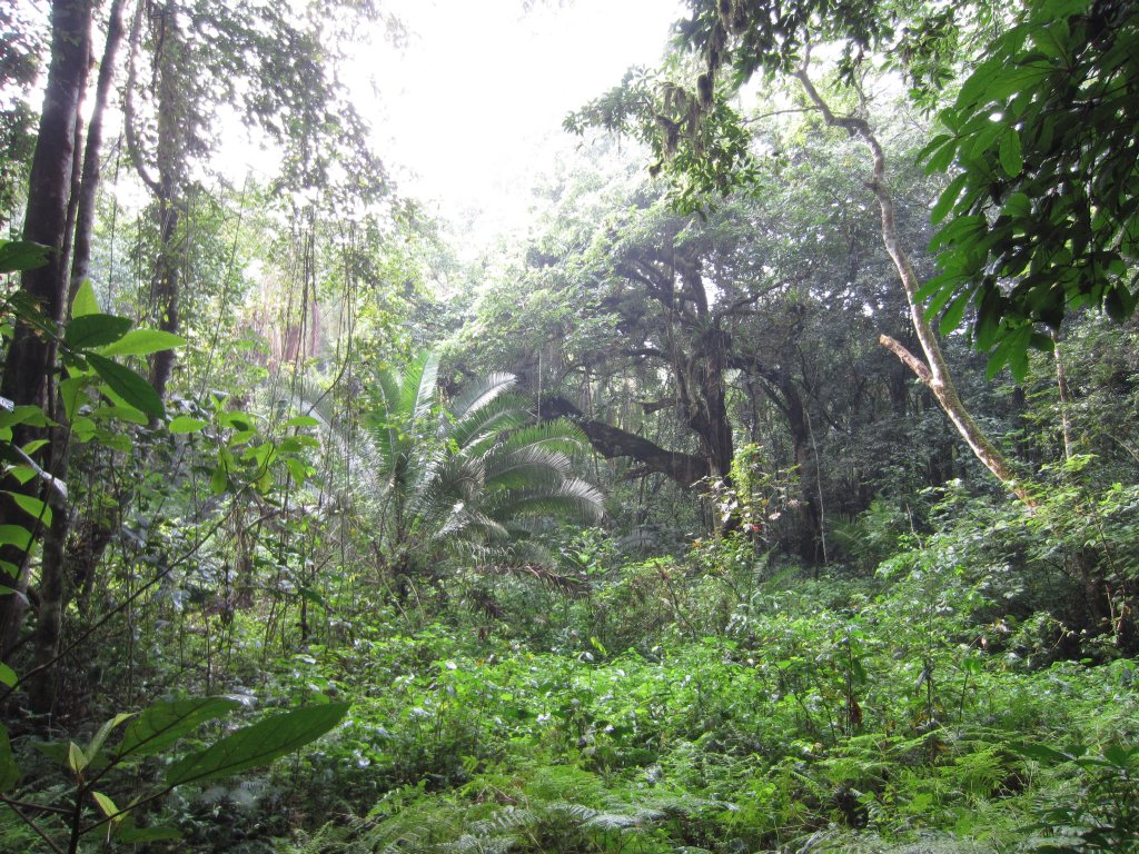 Kibale Forest