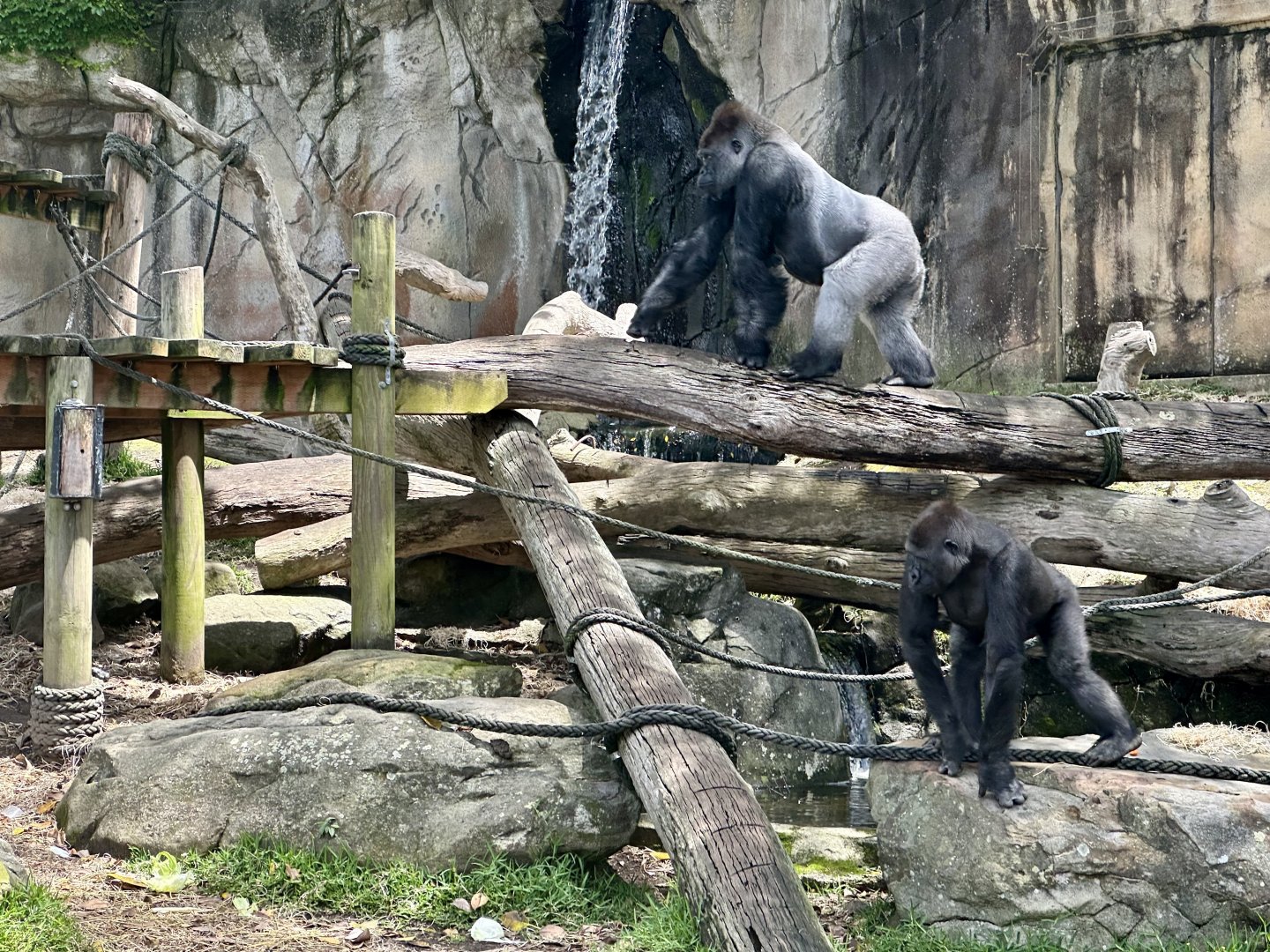 Kibali and Mjukuu (Western Lowland Gorillas)