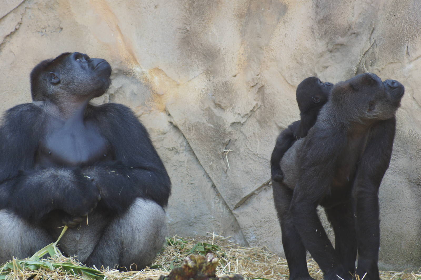 Kibali, Mbeli and Mjukuu