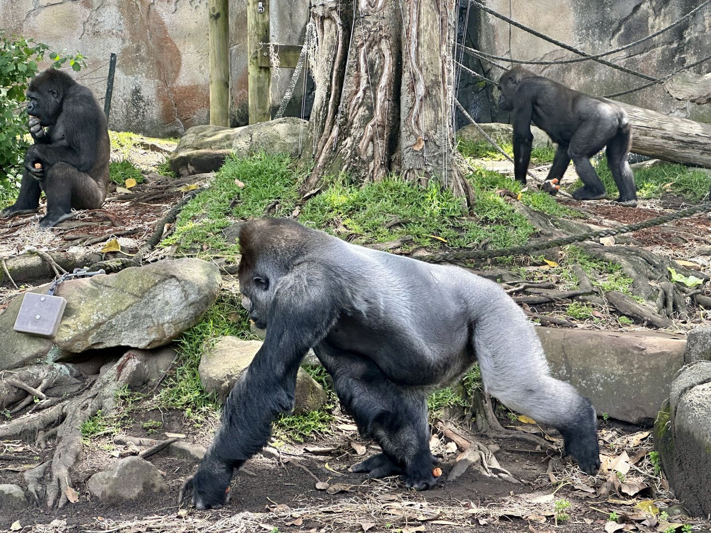 Kibali, Mjukuu and Mwamba (Western Lowland Gorillas)