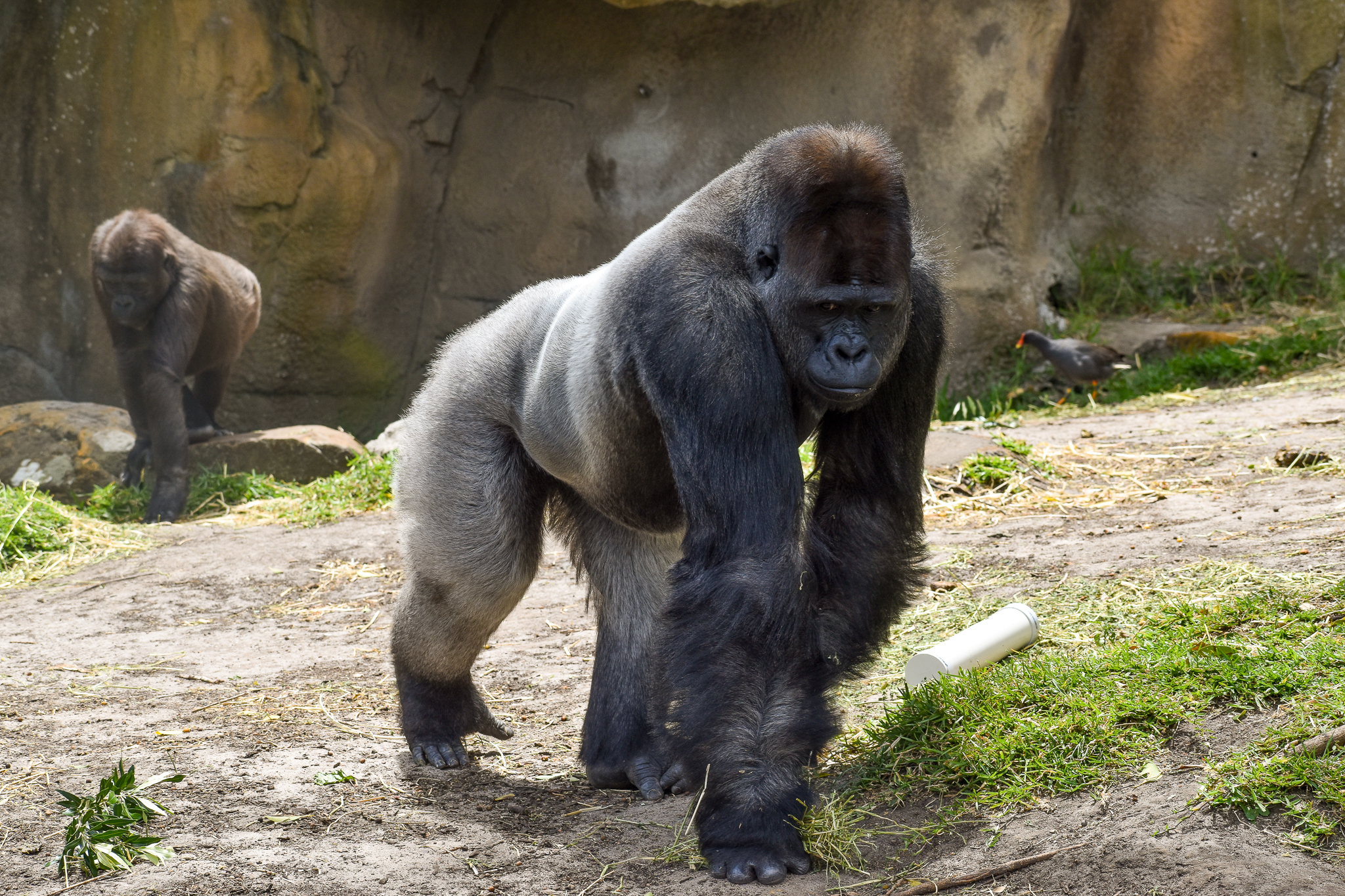 Kibali - Western Lowland Gorilla
