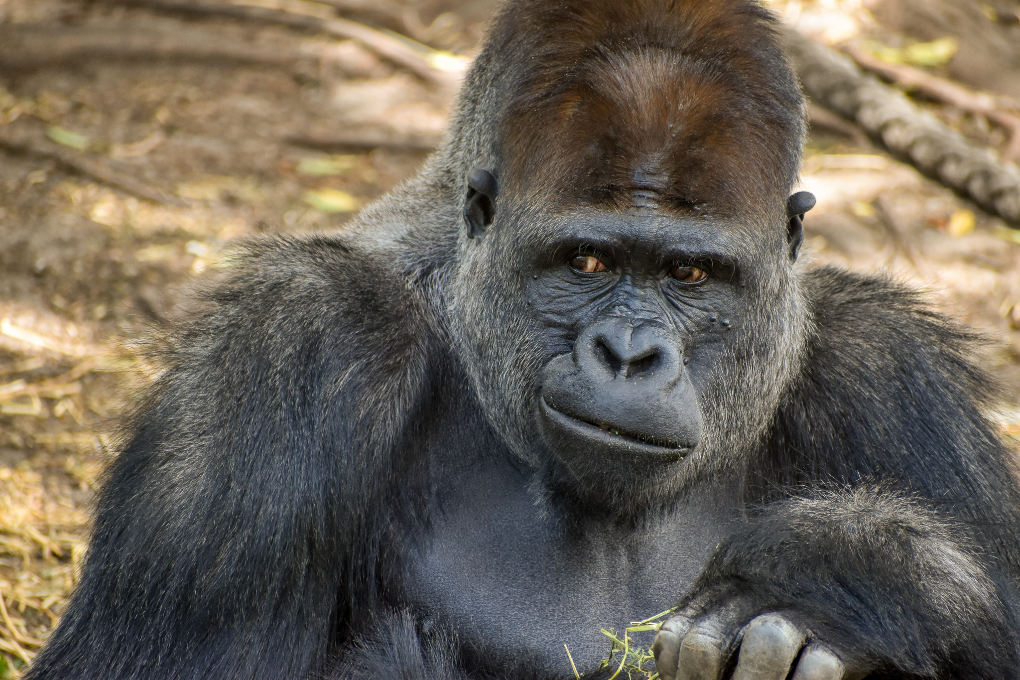 Kibali - Western Lowland Gorilla
