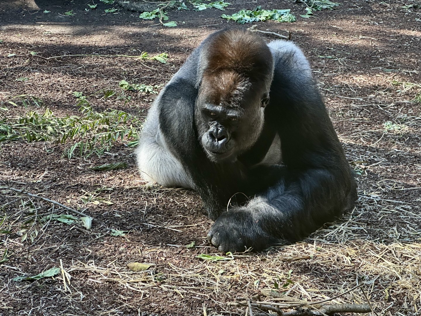 Kibali (Western Lowland Gorilla)