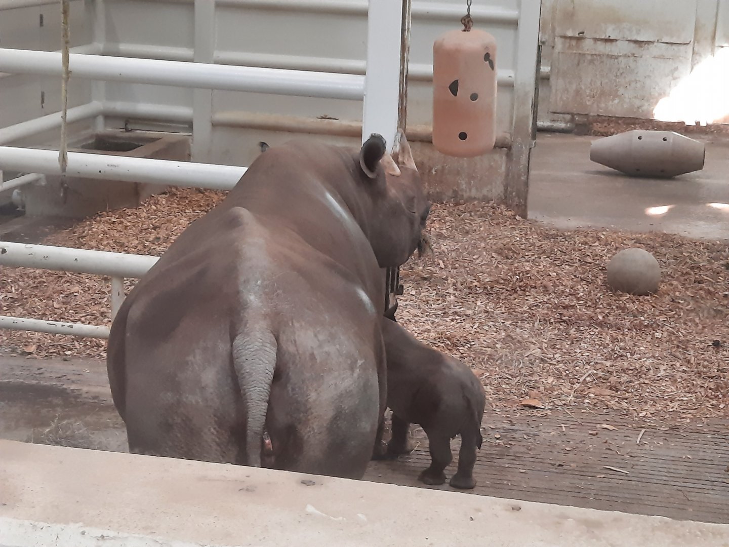 Kibbibi and Her Calf