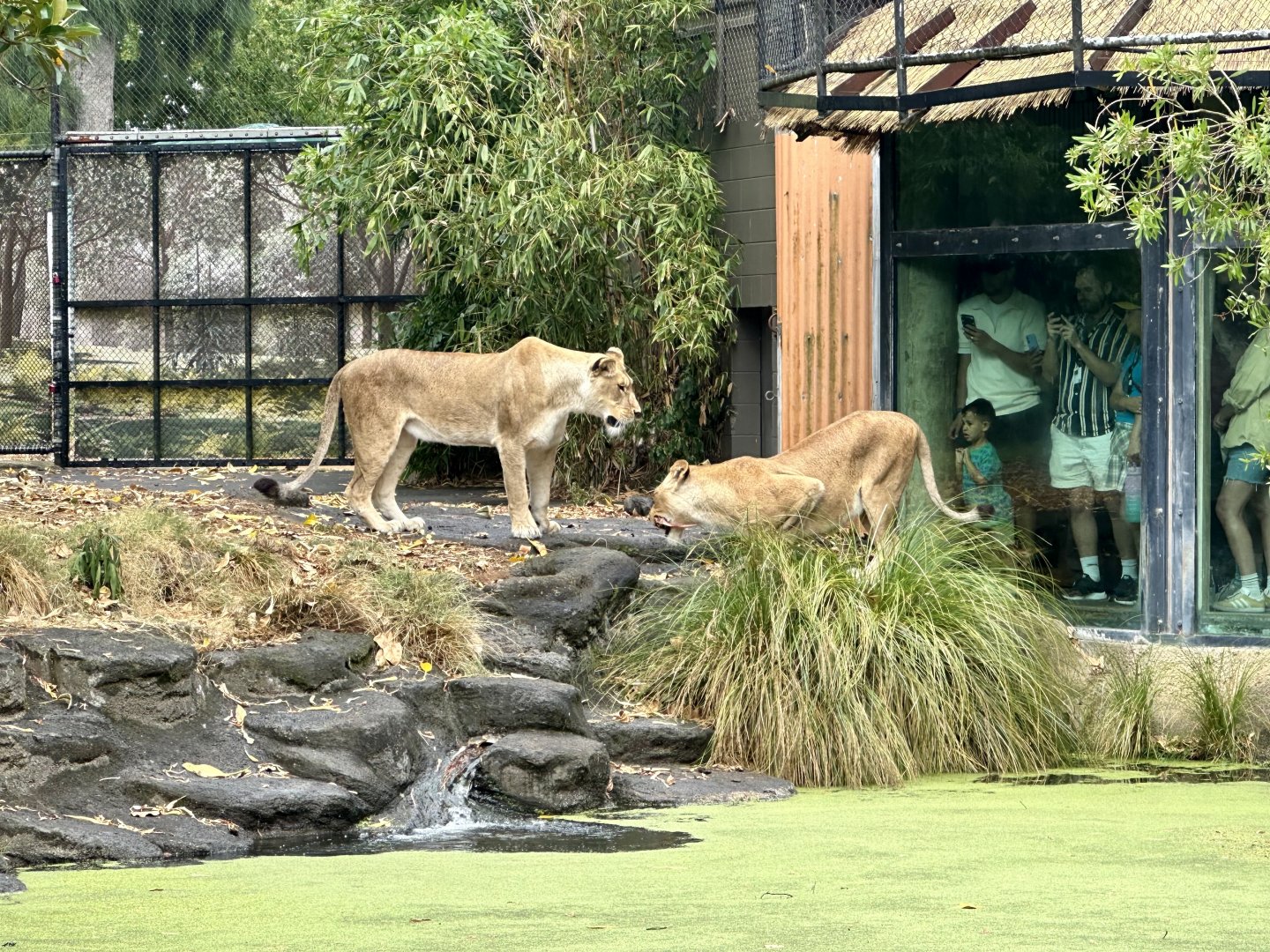 Kibibi and Ilola (Lioness)