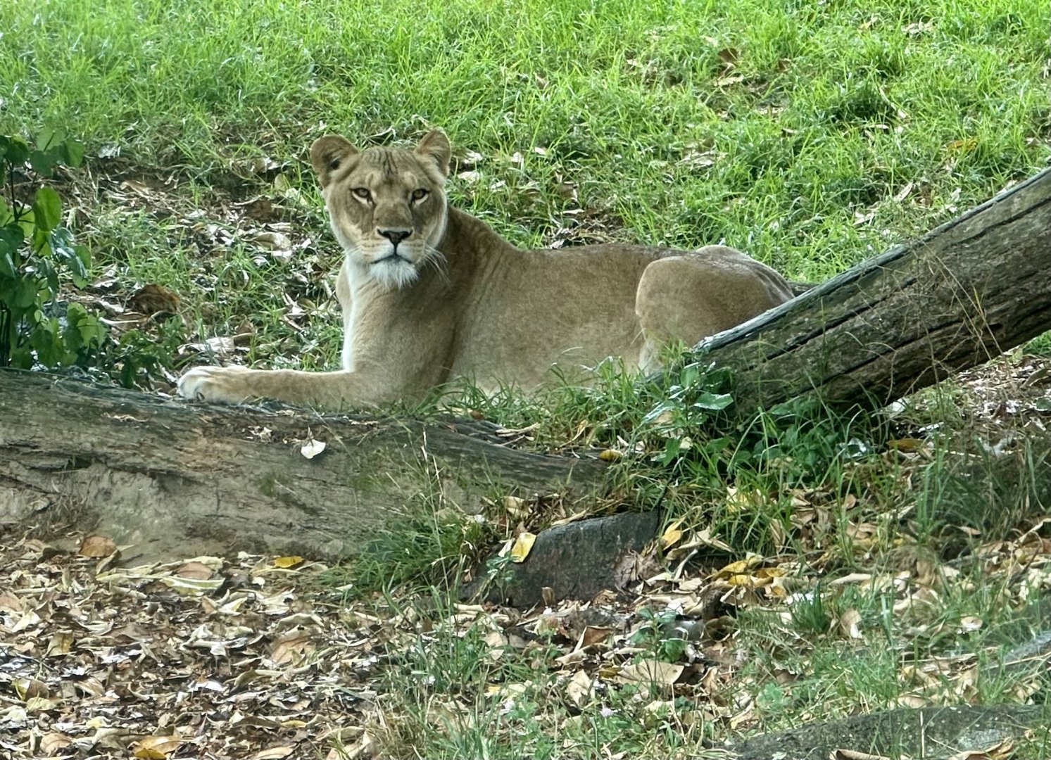 Kibibi (Lioness)
