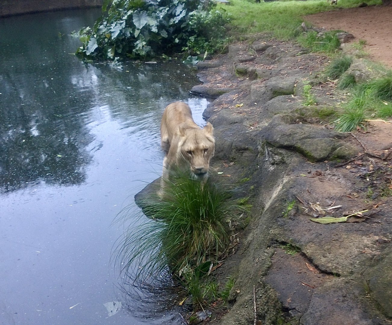 Kibibi near Moat Edge