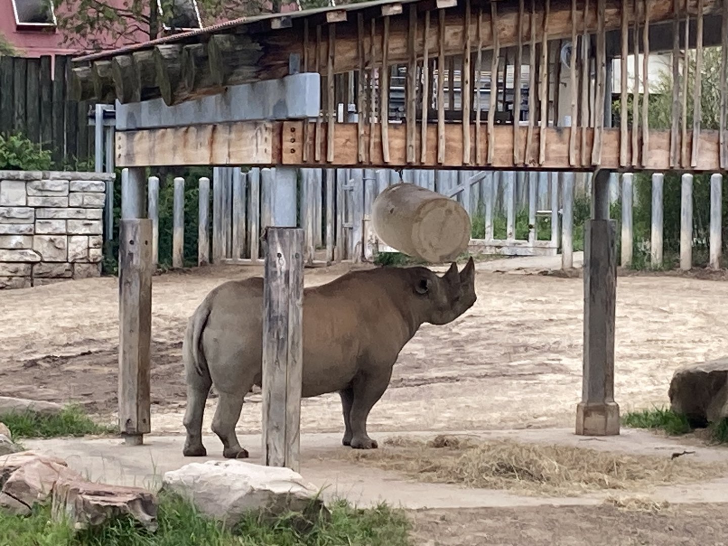 Kibibi the Black Rhino