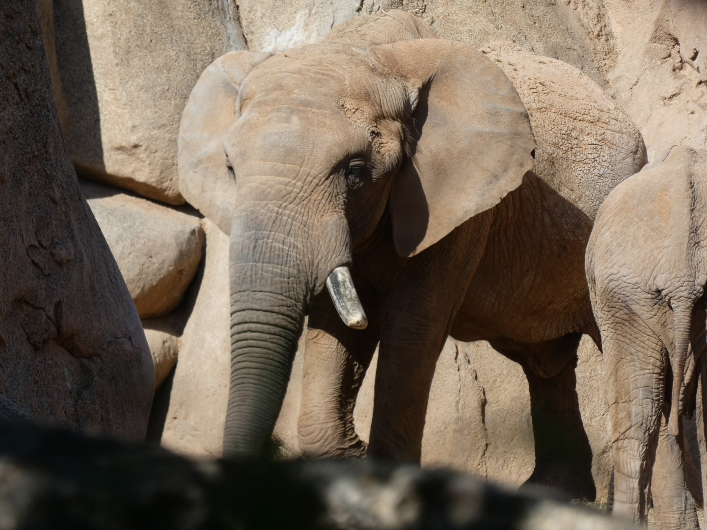 Kibo the African Elephant bull