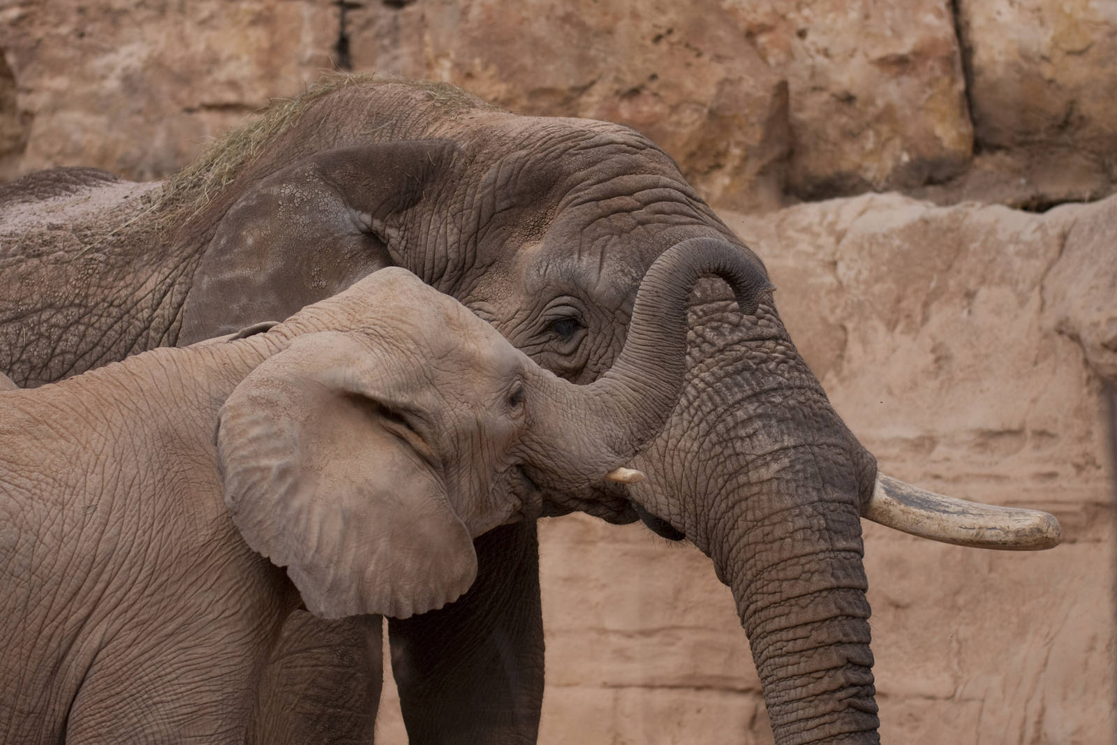 Kibo with his new friends