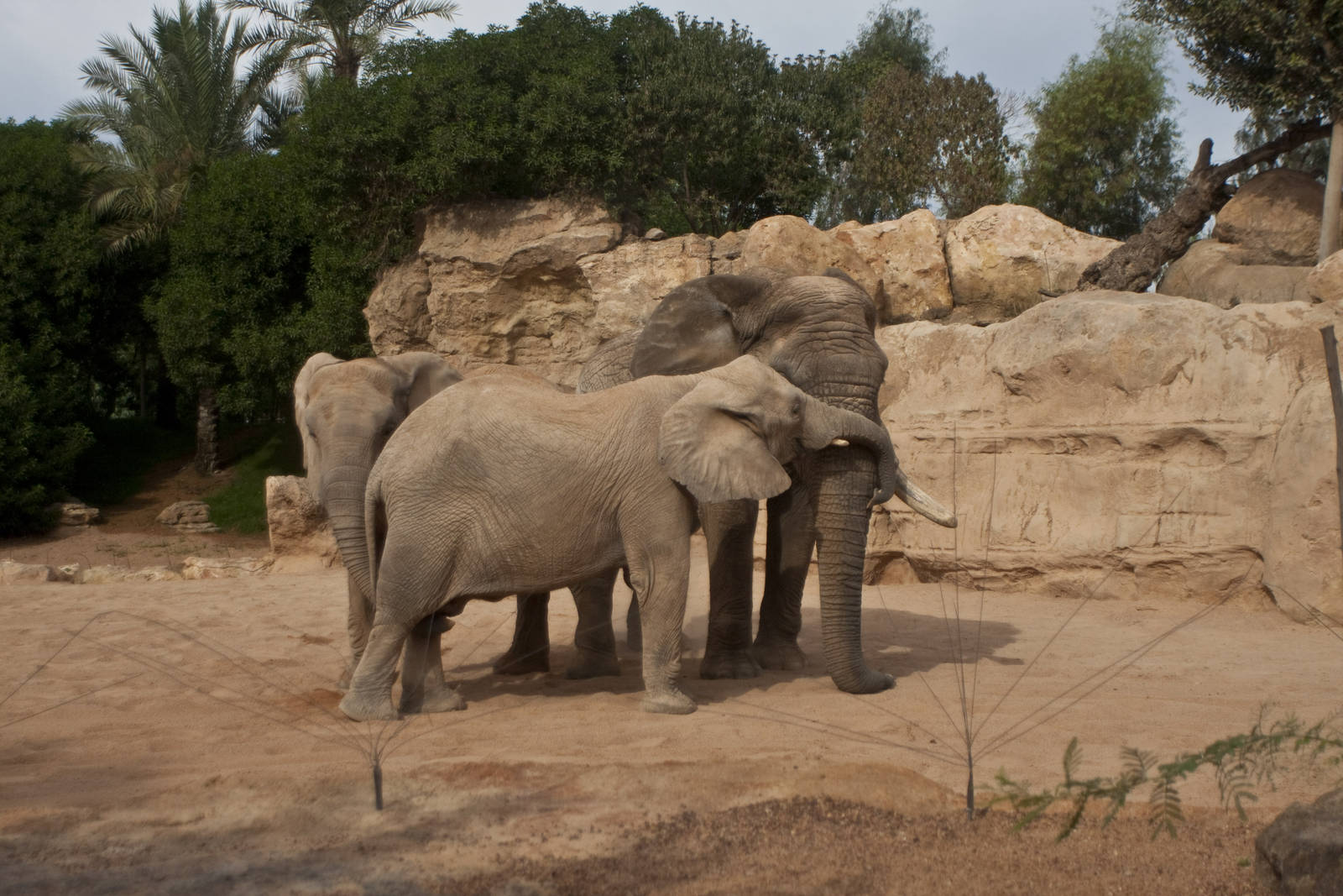 Kibo with his new friends