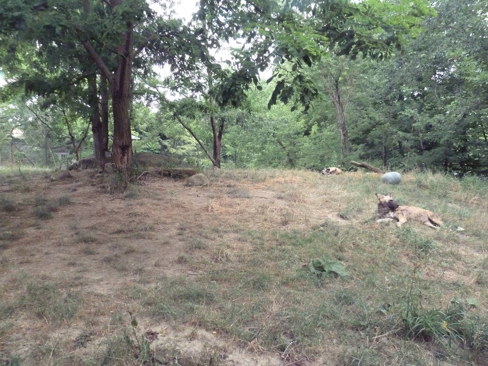 Kiboka Outpost - African Wild Dog Exhibit