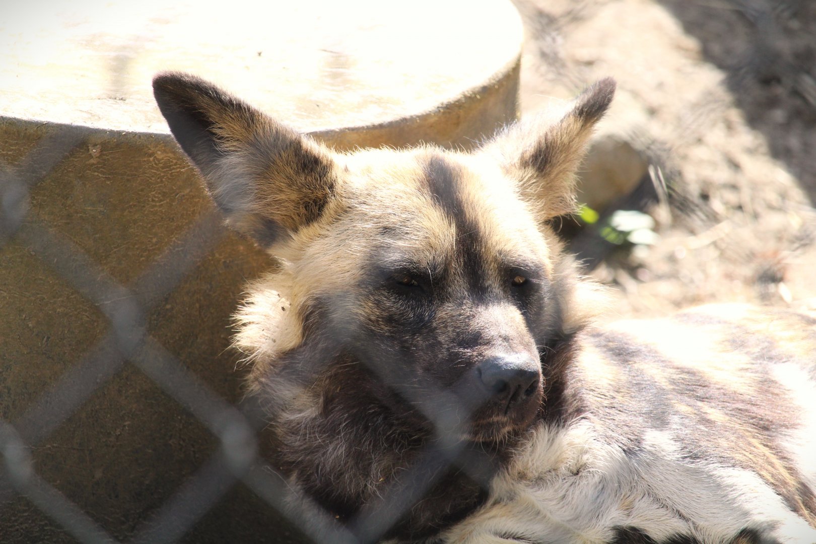 Kiboka Outpost - African Wild Dog