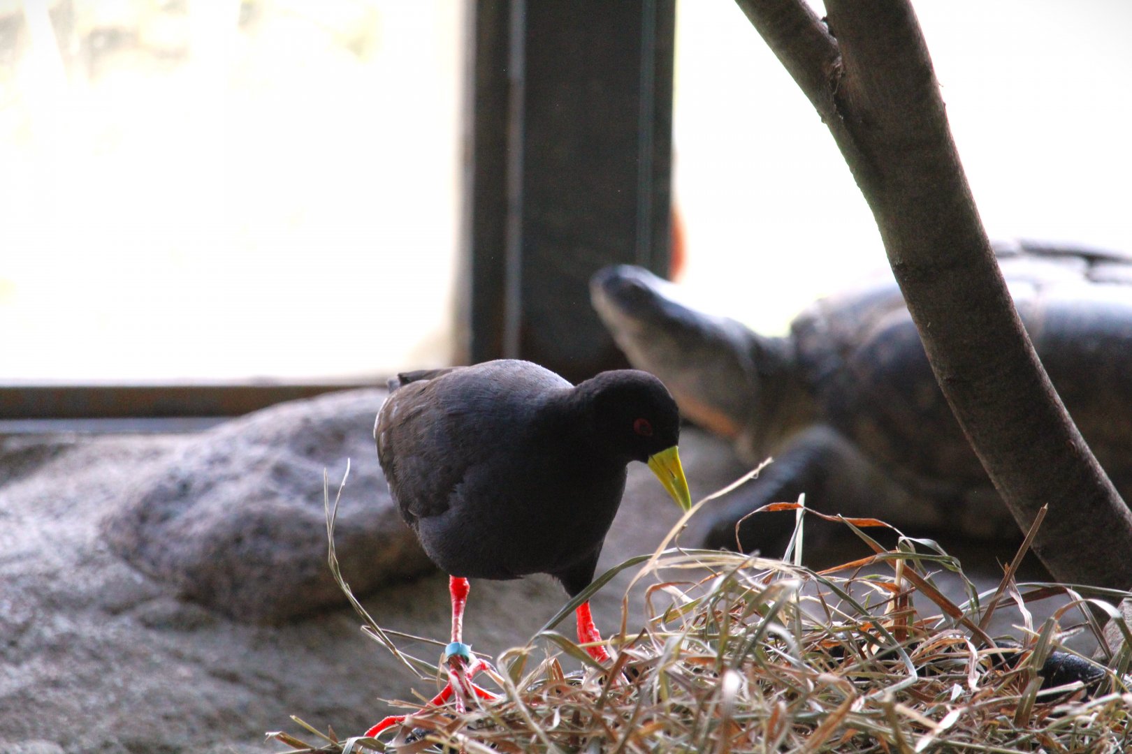 Kiboka Outpost - Black Crake