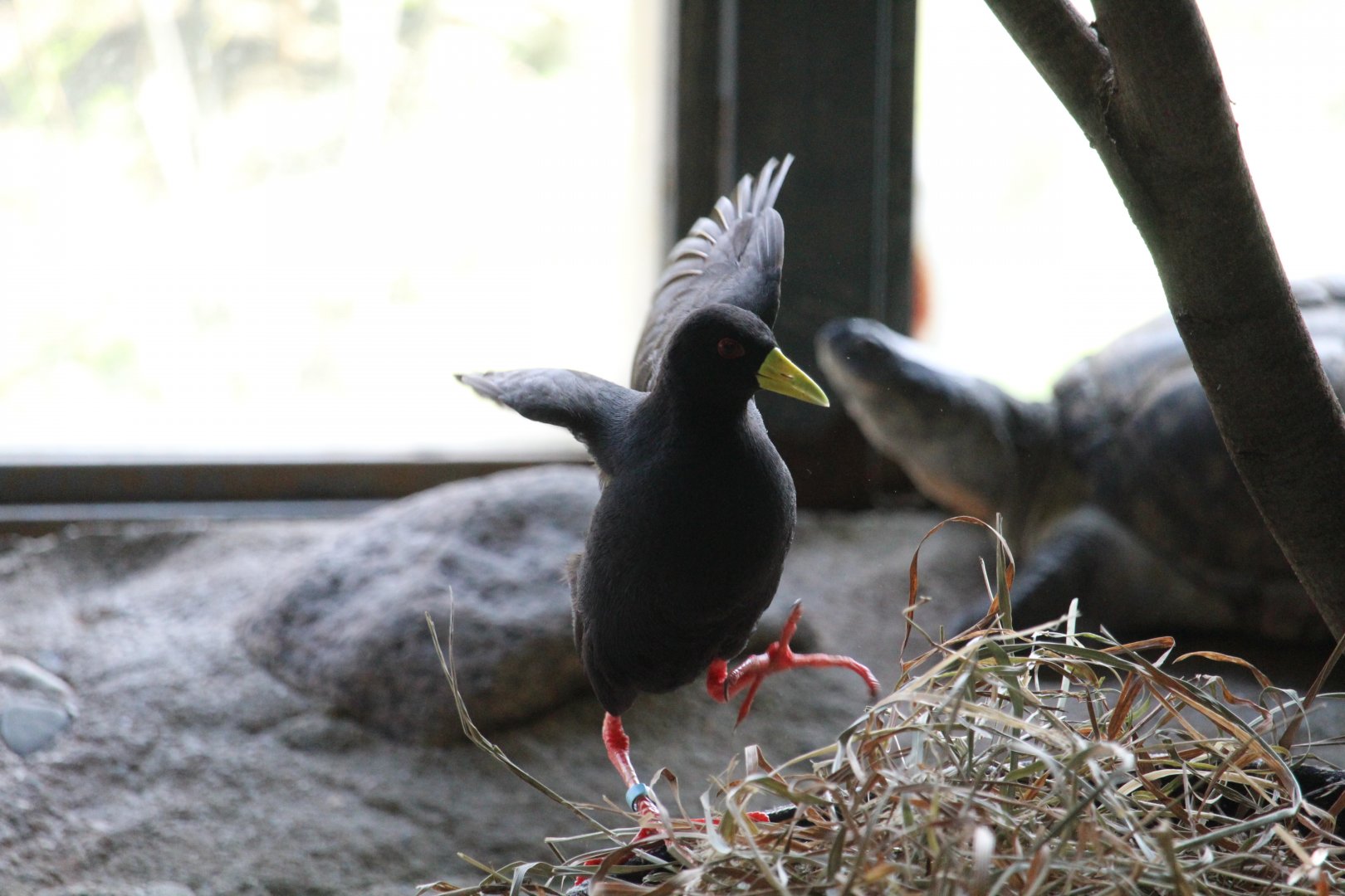 Kiboka Outpost - Black Crake