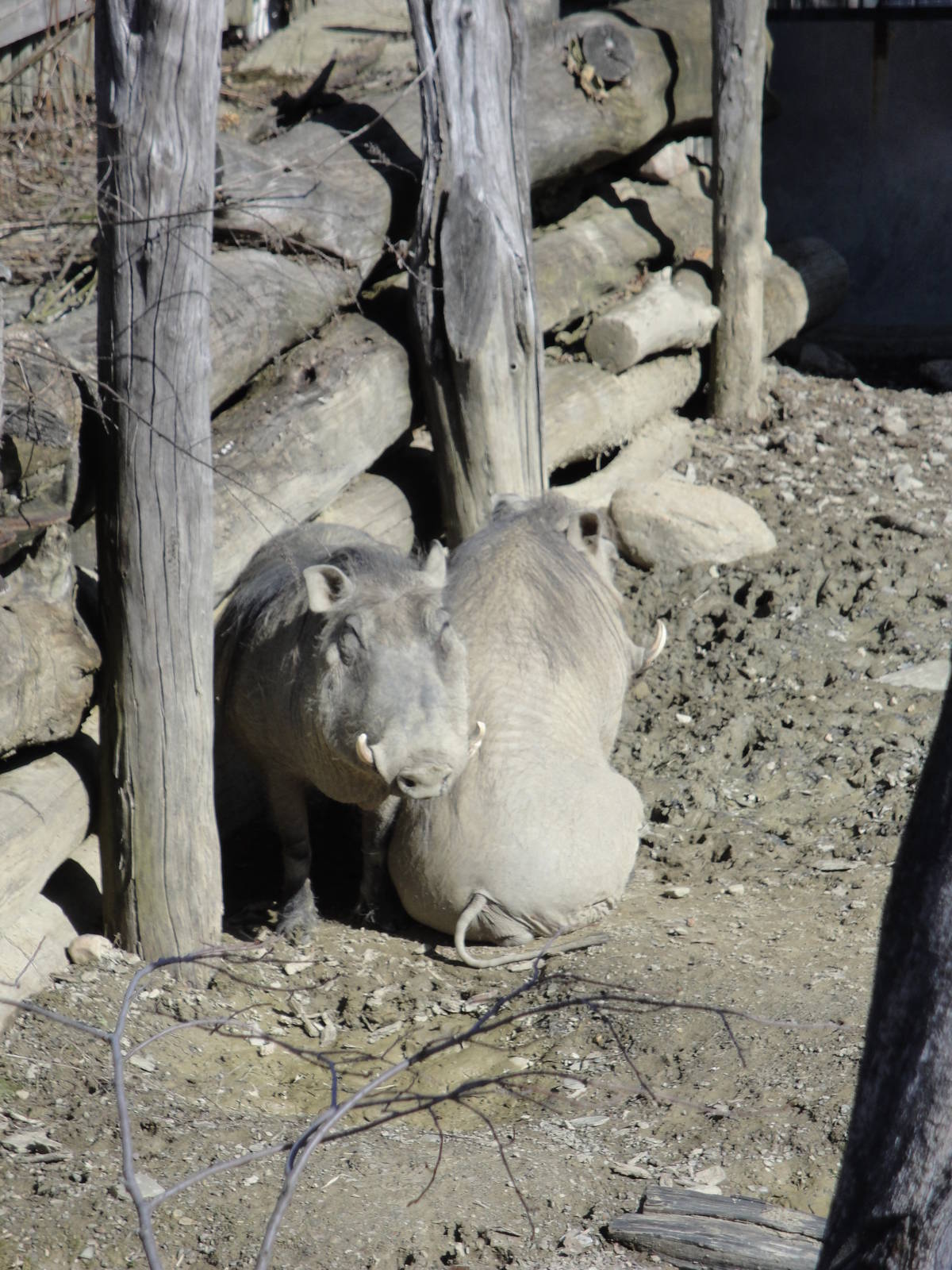 Kiboka Outpost - Warthogs