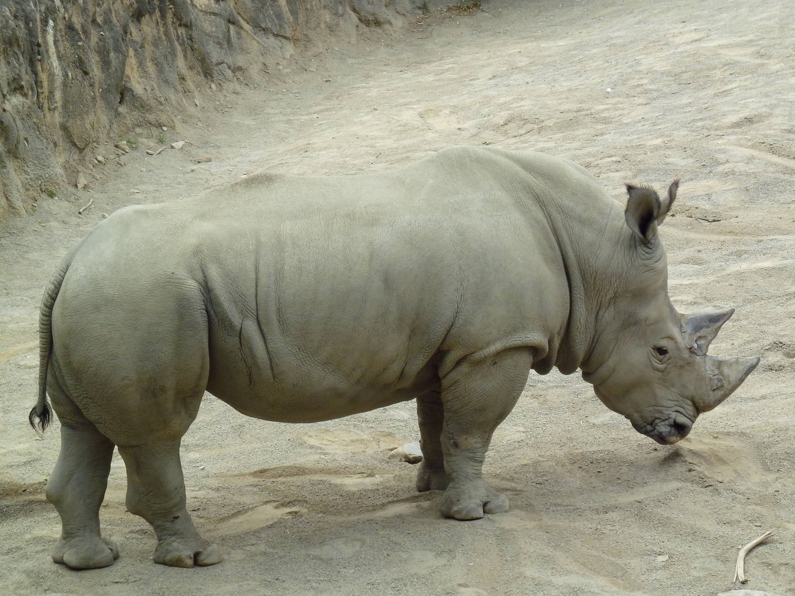 Kiboka Outpost - White Rhino