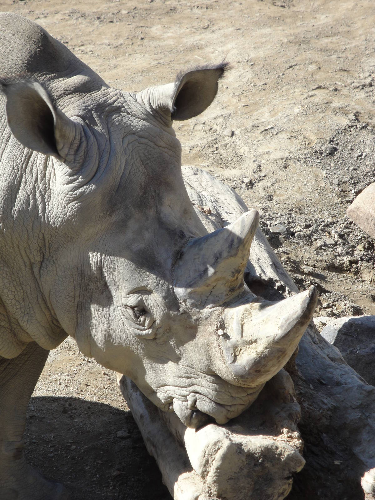 Kiboka Outpost - White Rhino