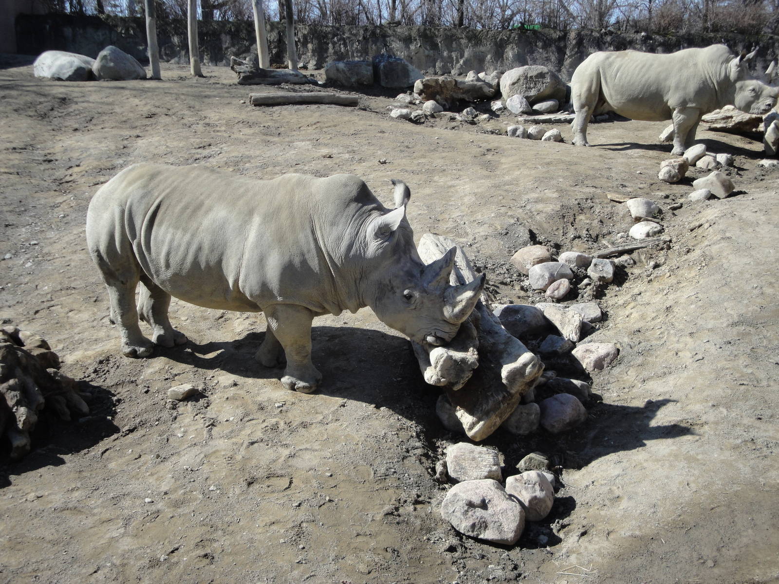 Kiboka Outpost - White Rhinos