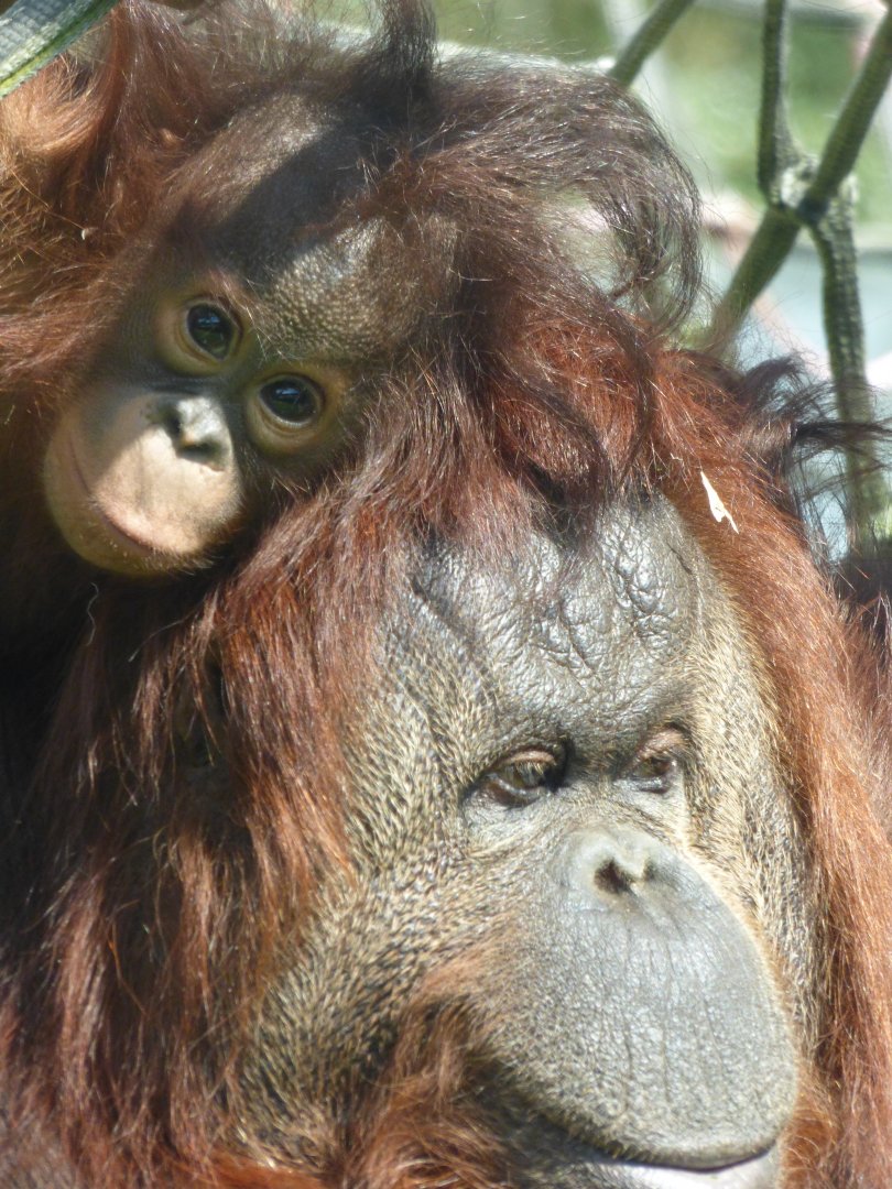 Kibriah and Kayan (Bornean Orang-utan)