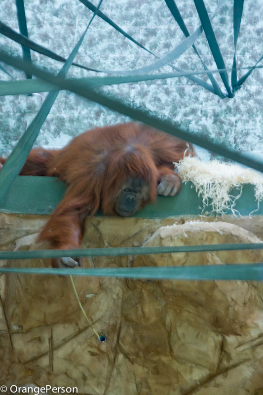 Kibriah - fishing for treats in newly extended house