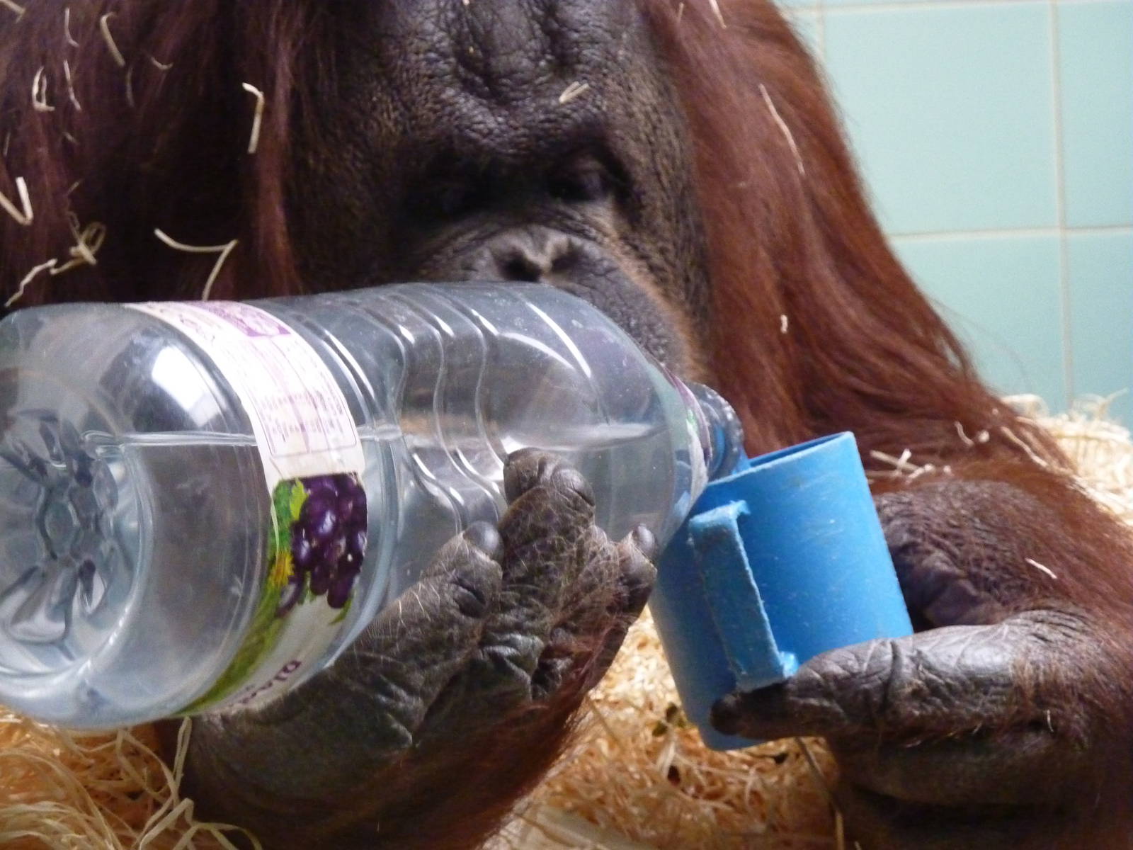 Kibriah pouring herself a drink