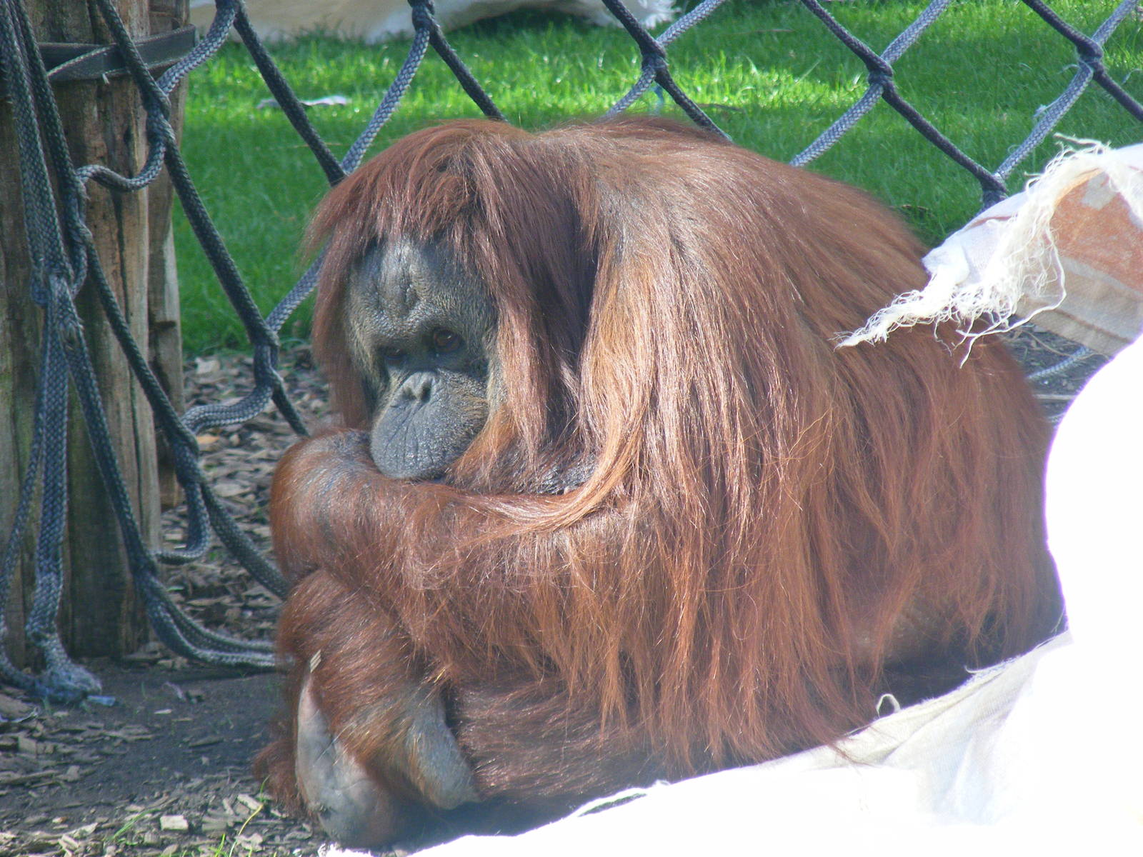 Kibriah the Bornean orangutan at Twycross Zoo, 29 August 2010