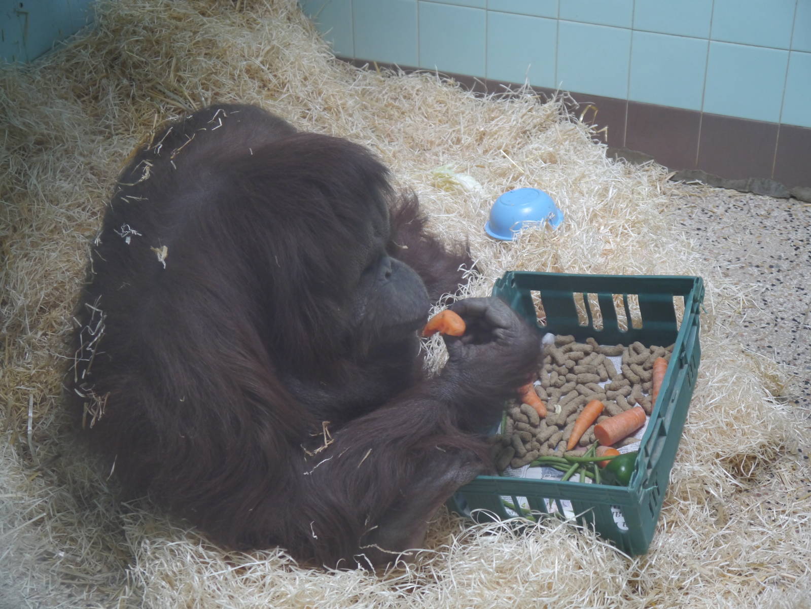 Kibriah the Orangutan - 28/4/2013