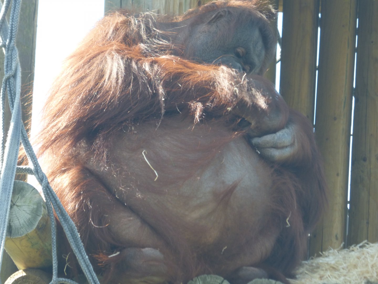 Kibriah the Orangutan