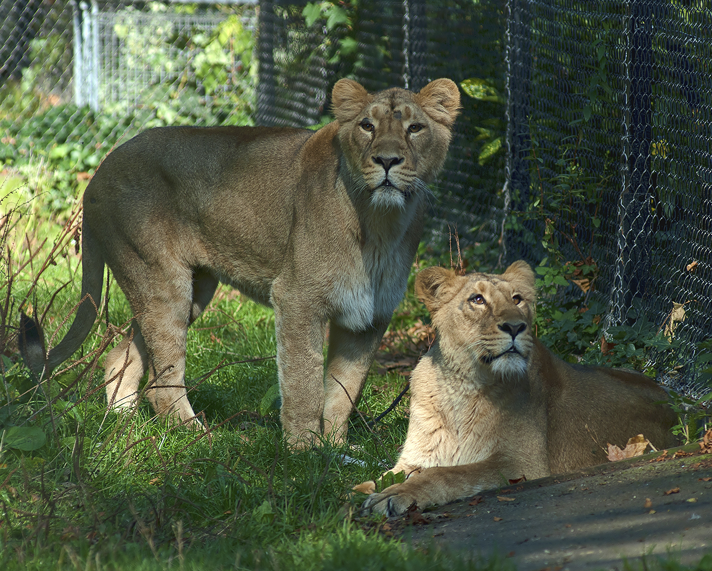 Kiburi and Kumari, Iblis's new girlfriends