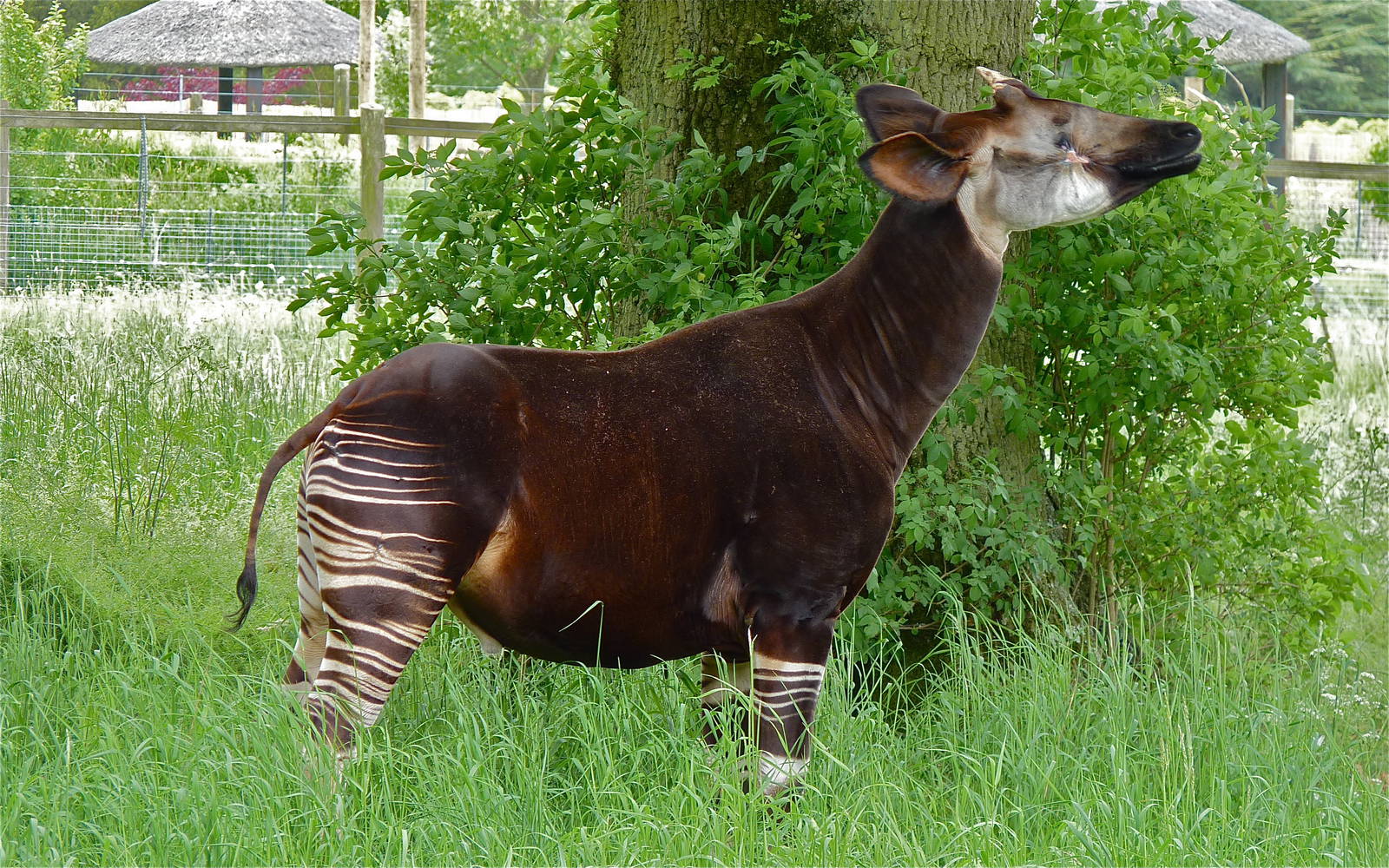 Kiburi the Okapi