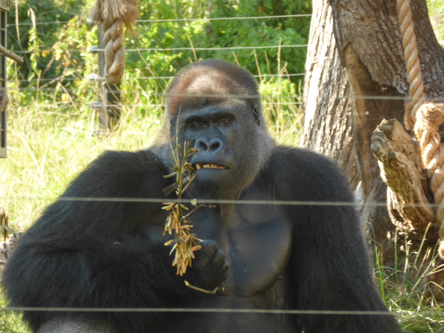 Kiburi - Western Lowland Gorilla