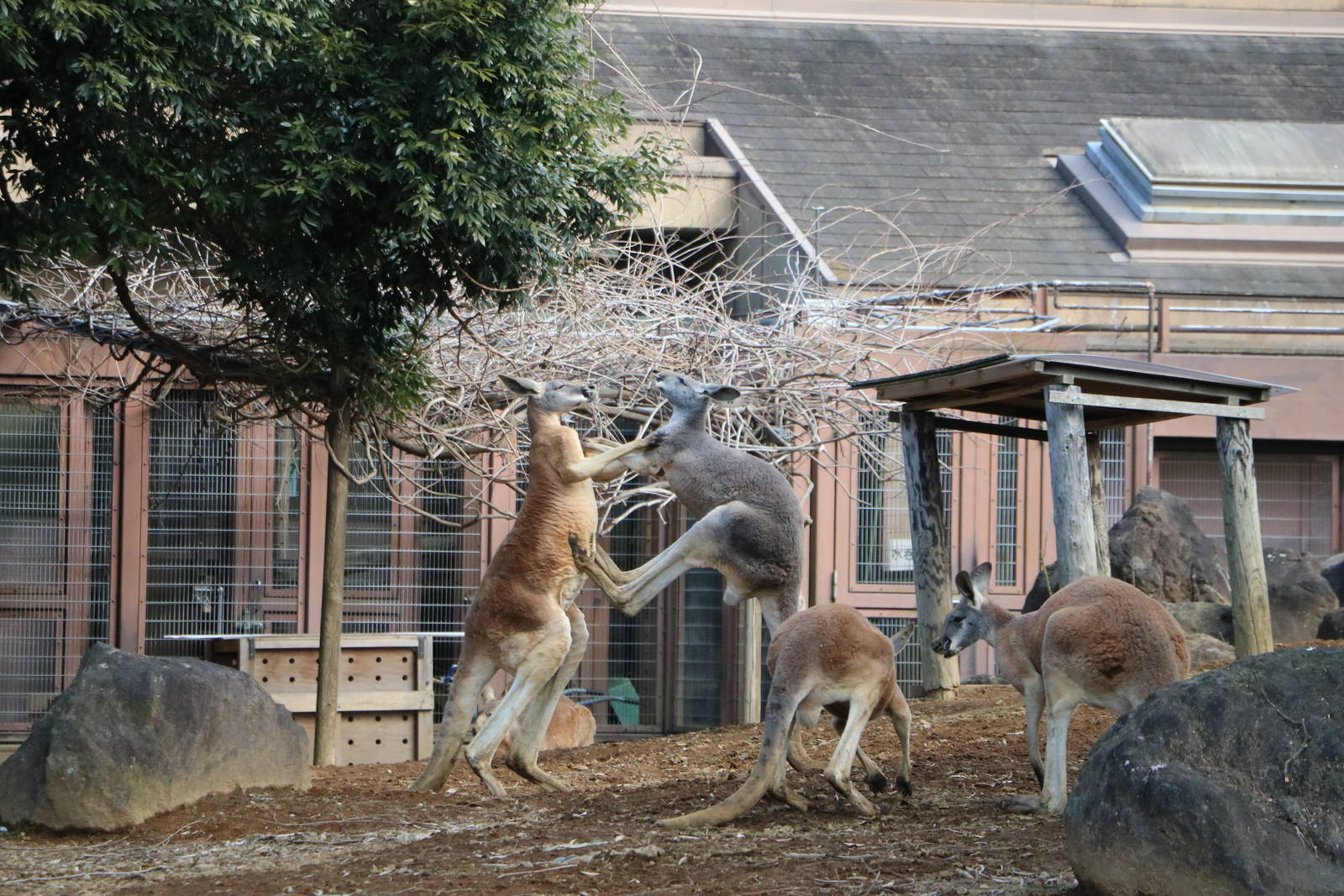 Kickboxing kangaroos, February 2016