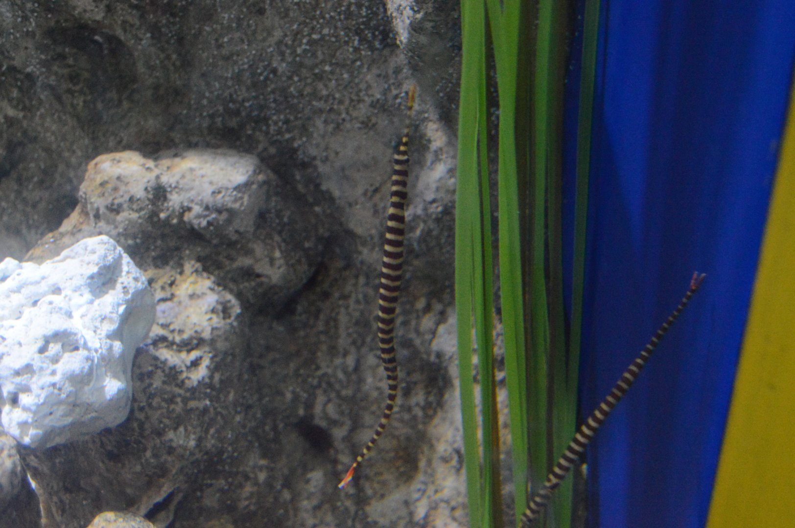 Kid Zone - Banded Pipefish (Dunckerocampus dactyliophorus)