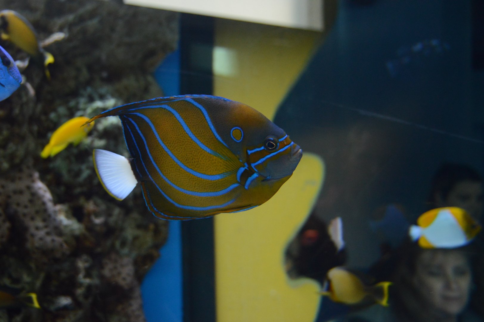 Kid Zone - Bluering Angelfish (Pomacanthus annularis)