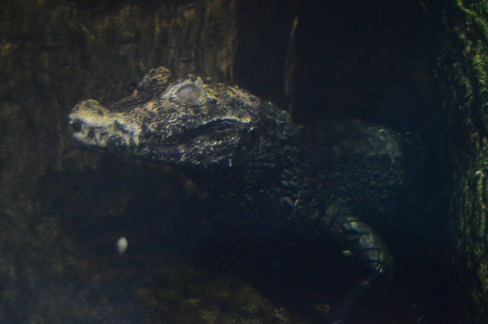 Kid Zone - Cuvier's Dwarf Caiman (Paleosuchus palpebrosus)