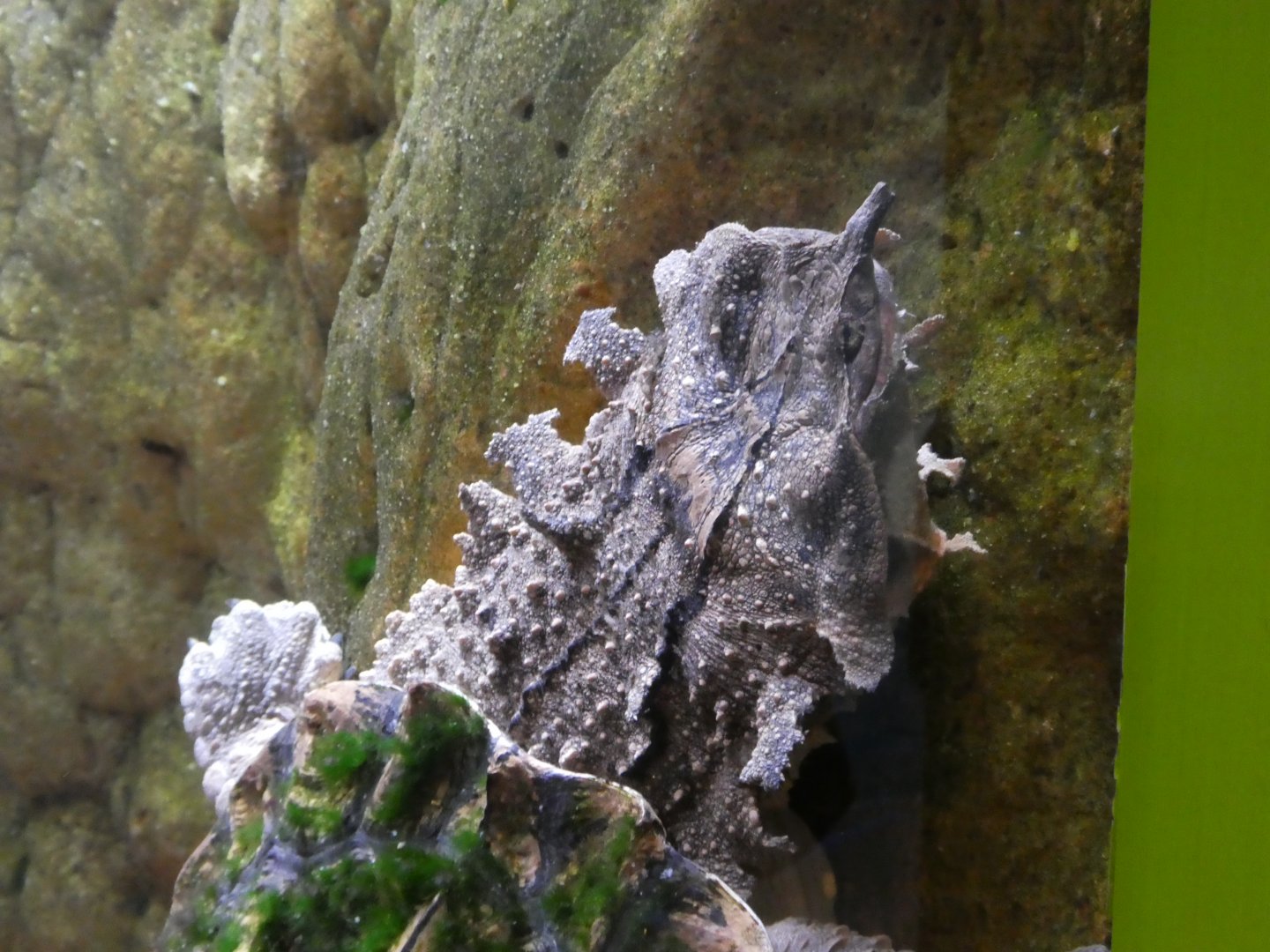 Kid Zone - Frogs: Nature's Messanger - Mata Mata