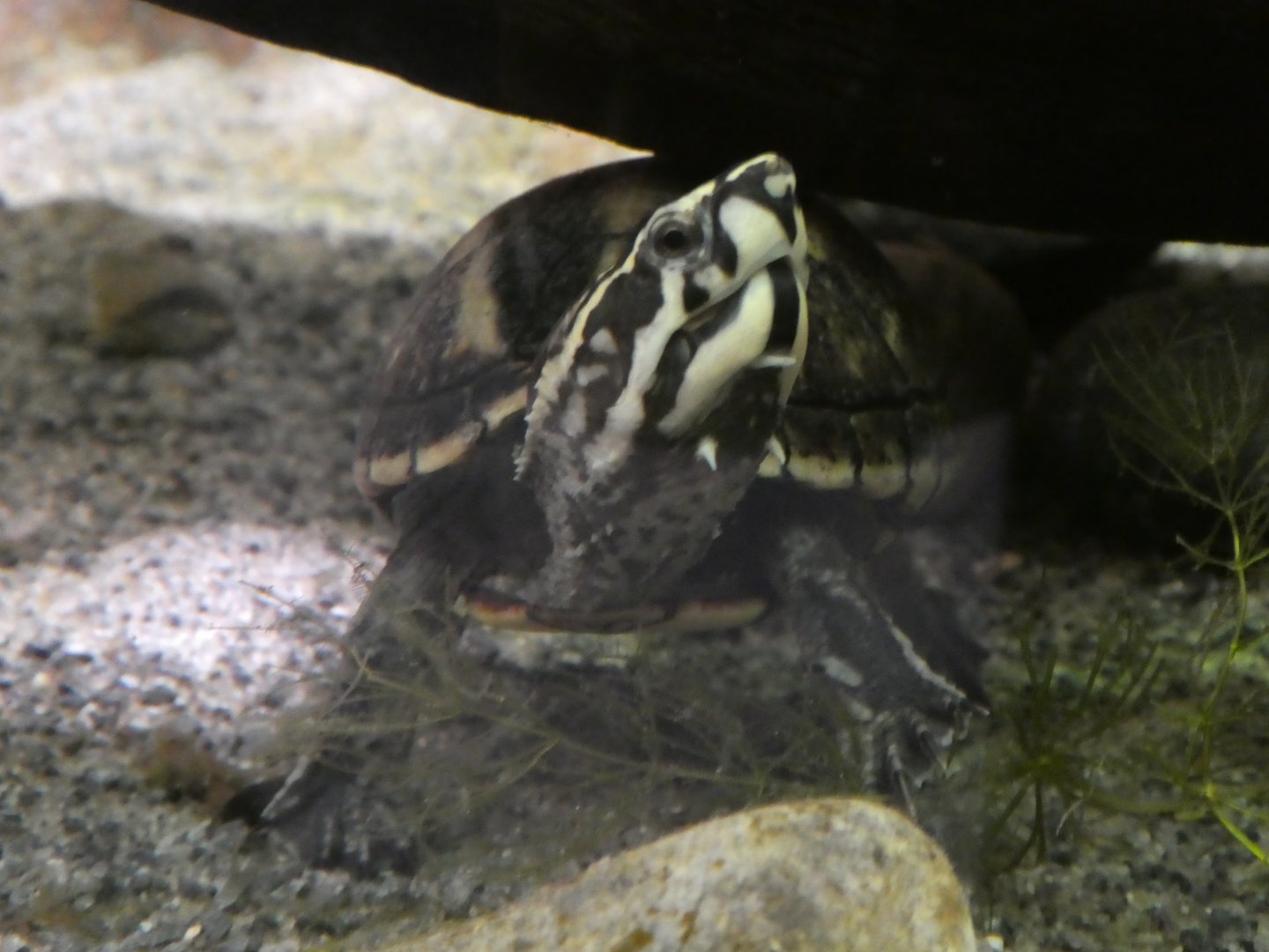 Kid Zone - Frogs: Nature's Messenger - Striped Mud Turtle