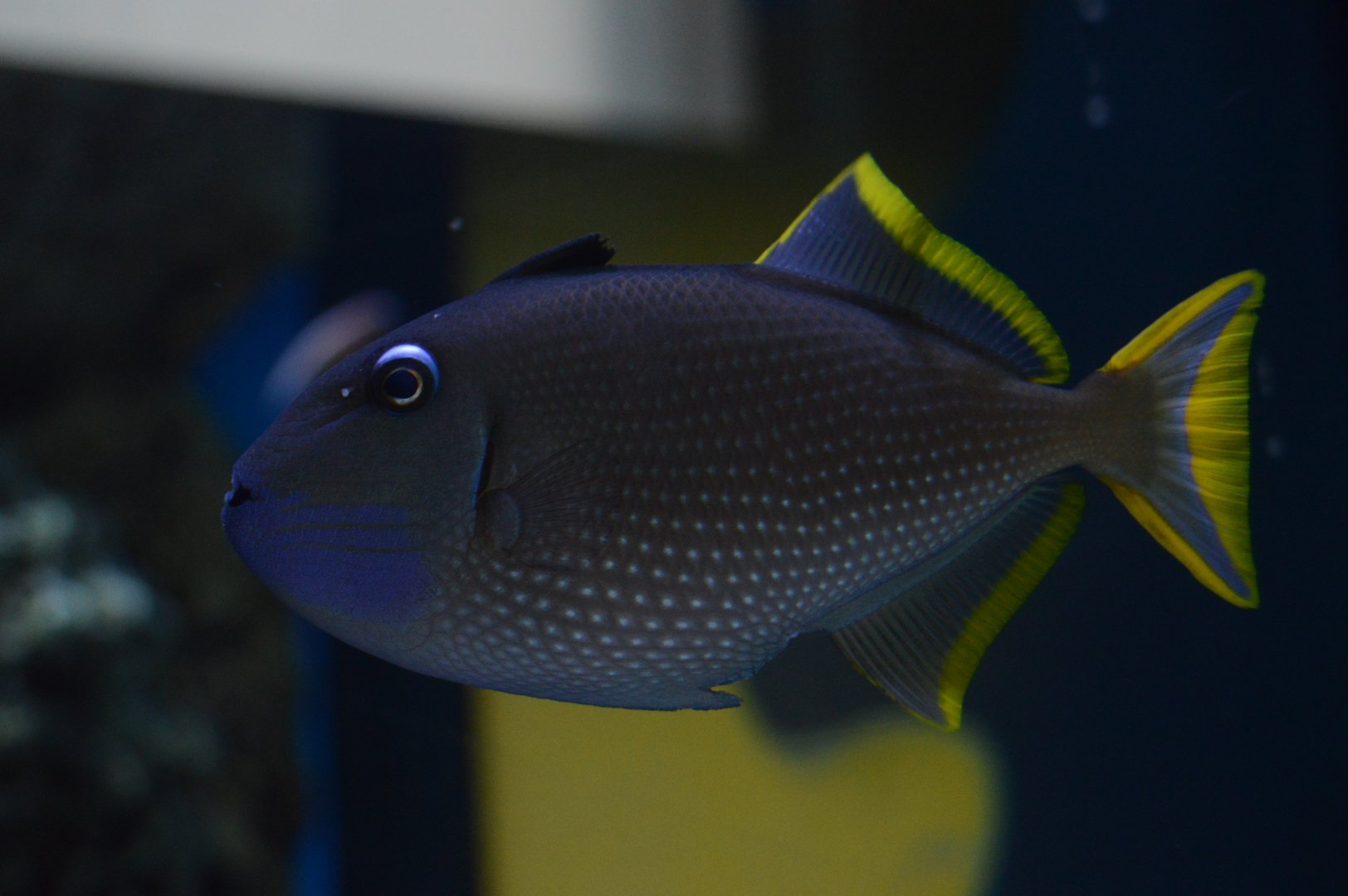 Kid Zone - Gilded Triggerfish (Xanthichthys auromarginatus)