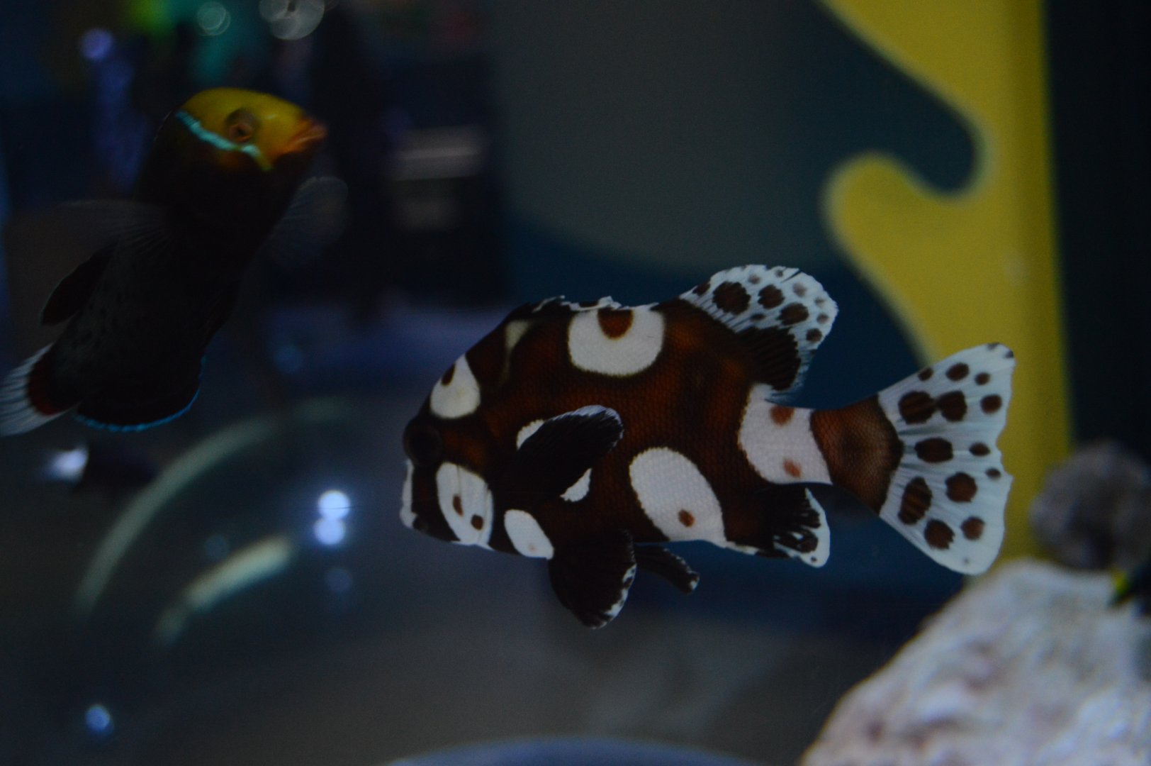 Kid Zone - Harlequin Sweetlips (Plectorhinchus chaetodonoides)