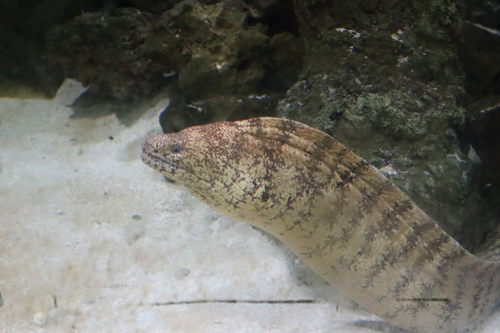 Kidako moray (Gymnothorax kidako) 01/2022
