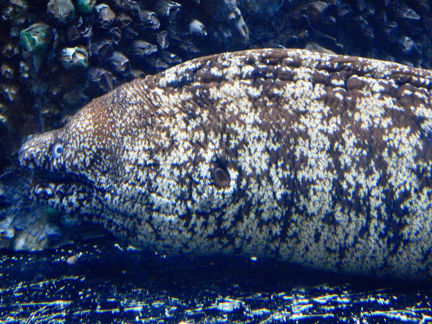 Kidako Moray (Gymnothorax kidako) October 26, 2025