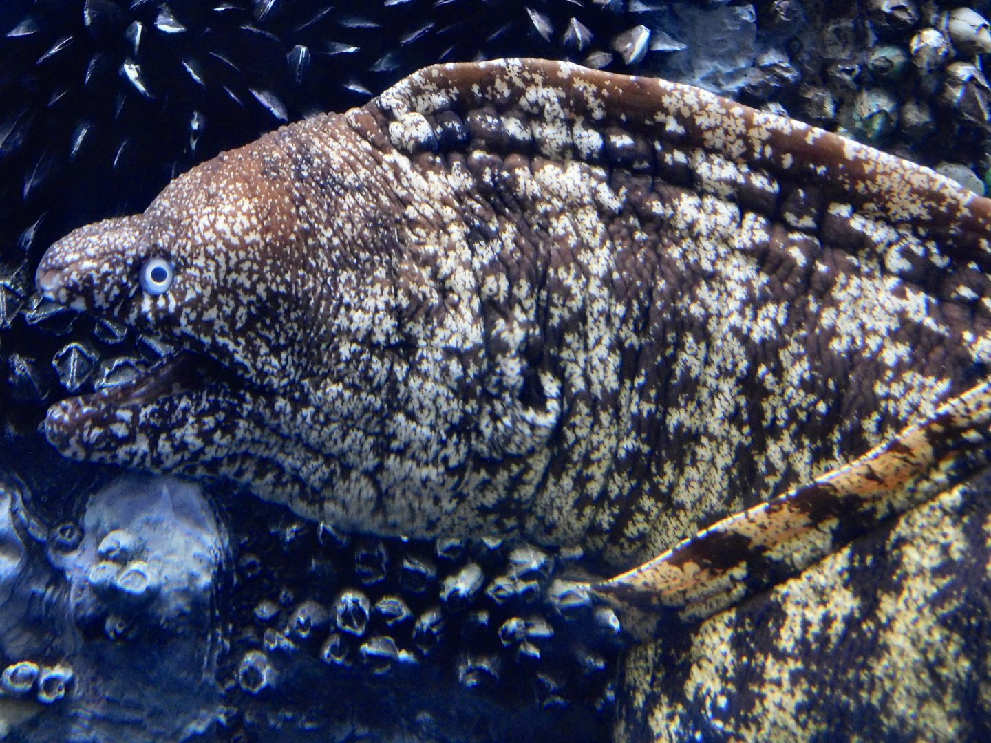 Kidako Moray (Gymnothorax kidako) September 20, 2025