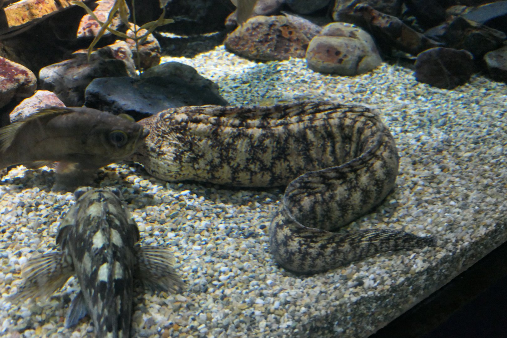 Kidako Moray (Gymnothorax kidako)